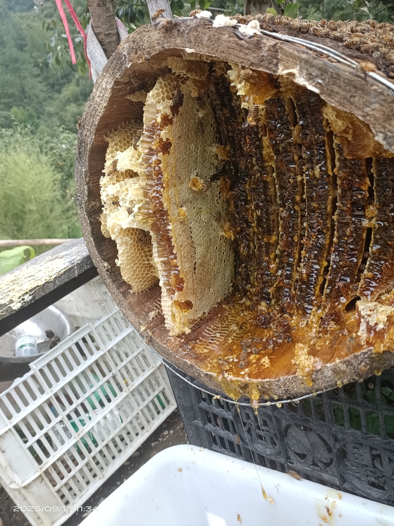 蜂蜜百花蜜