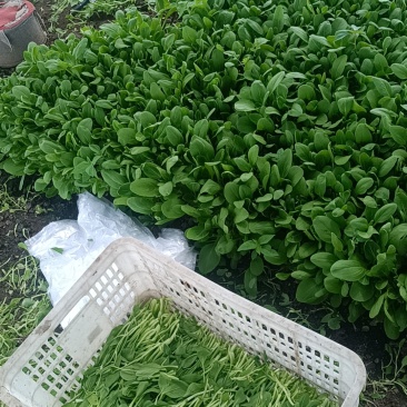 鸡毛菜