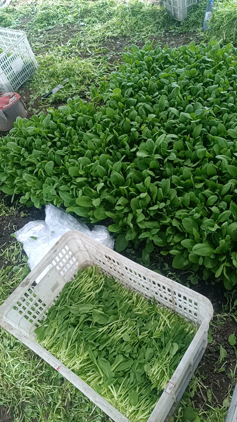 鸡毛菜