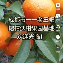 沃柑
