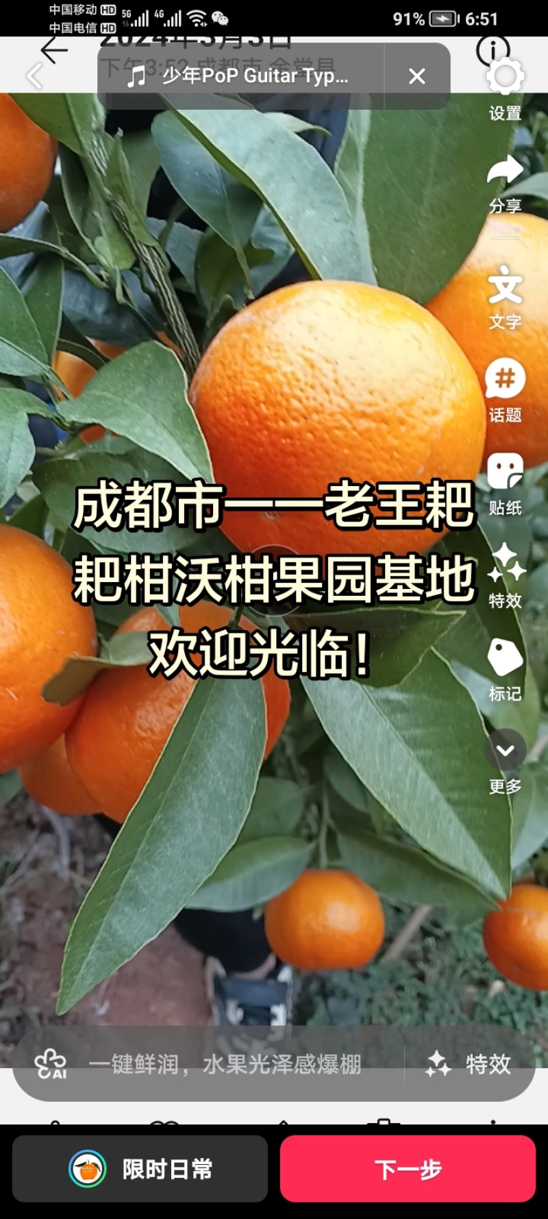 春见柑桔