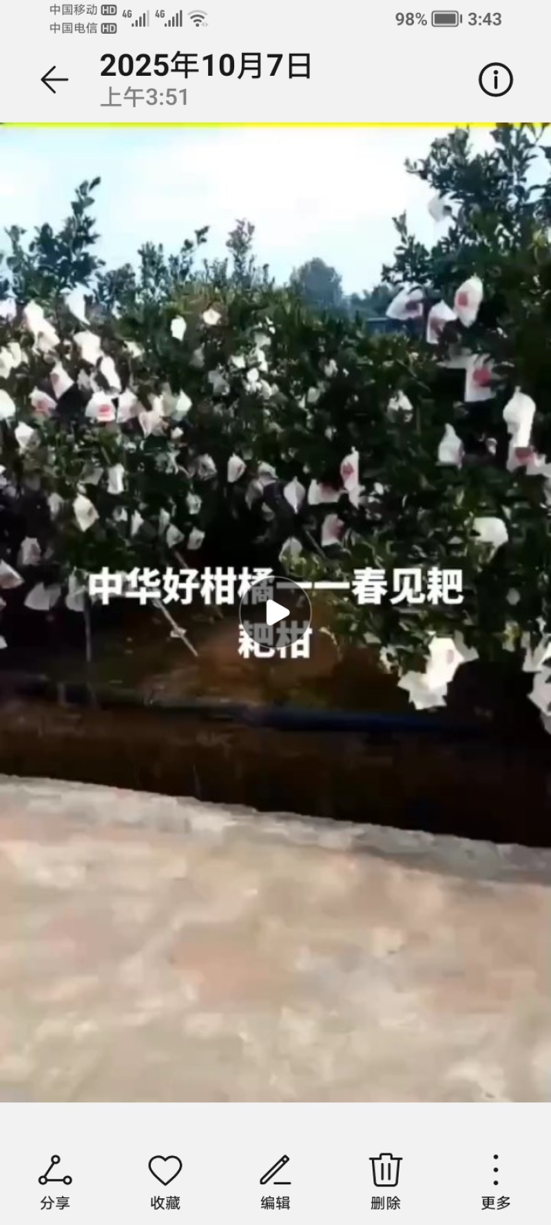 春见柑桔