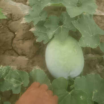 冬瓜