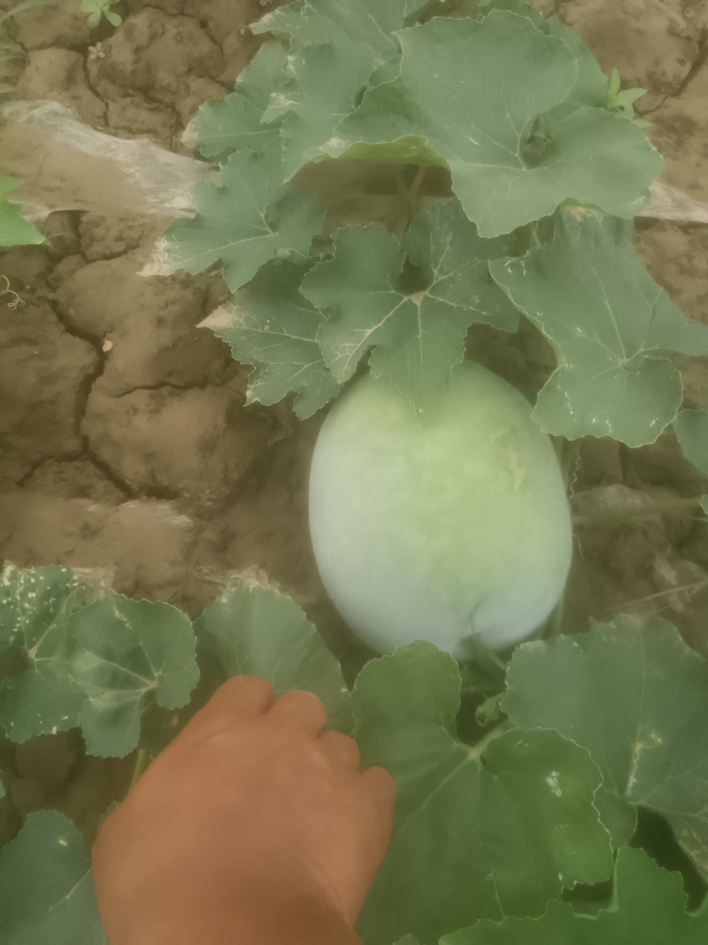 冬瓜