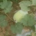 冬瓜