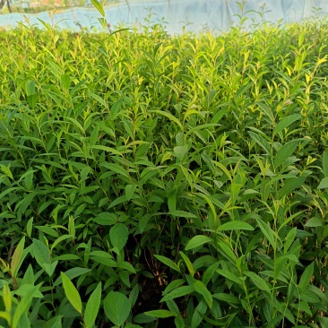 钙果苗30公分以上