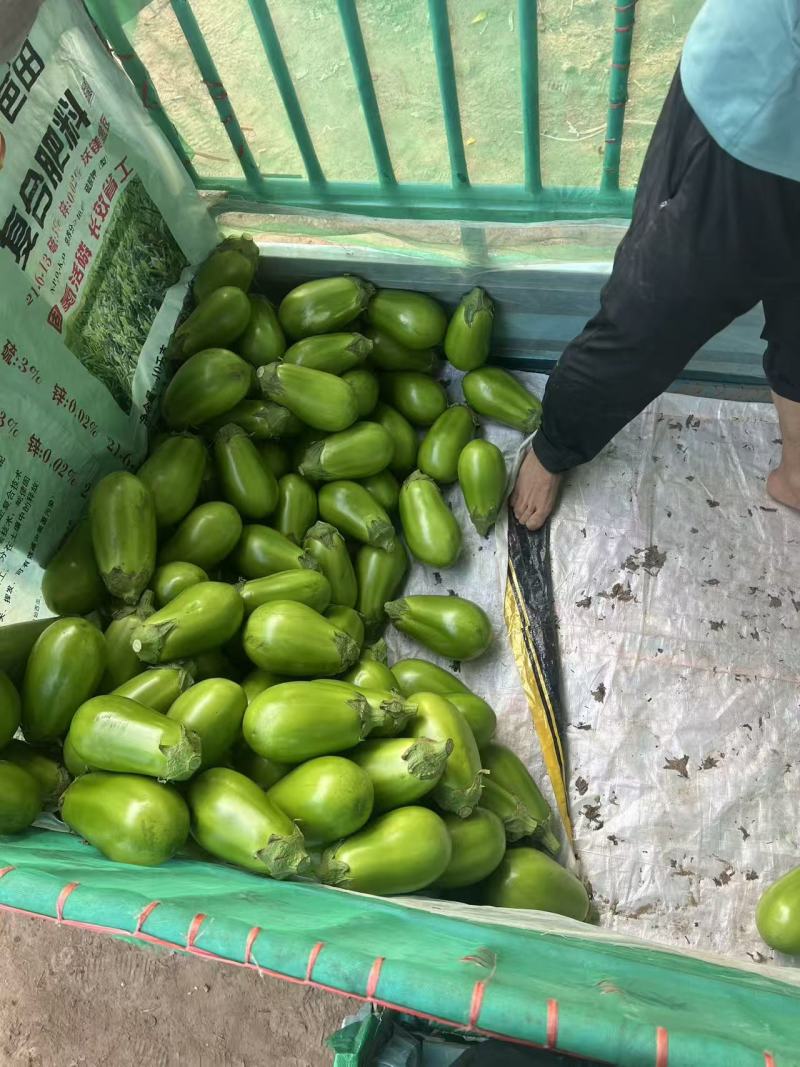 茄子