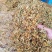金银花一叶迷/黄金花统货;青色花籽和开花统货20~26