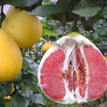 柚子