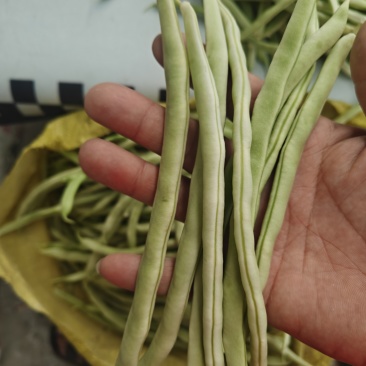 架豆王豆角