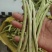 架豆王豆角