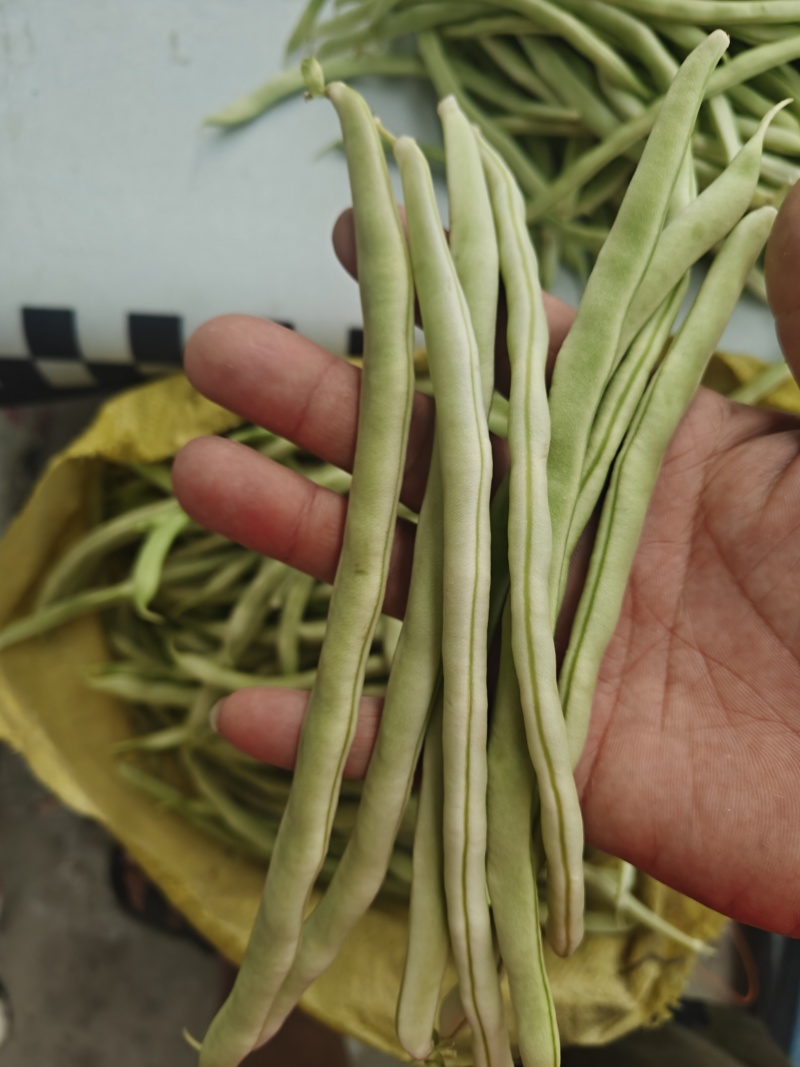 架豆王豆角