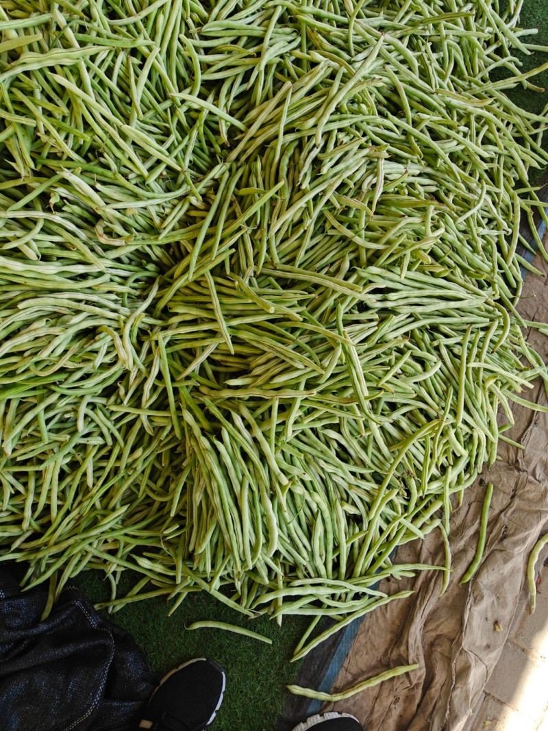 架豆王豆角