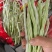 架豆王豆角