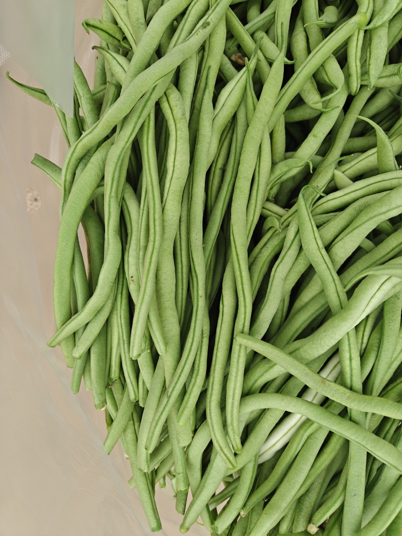 架豆王豆角