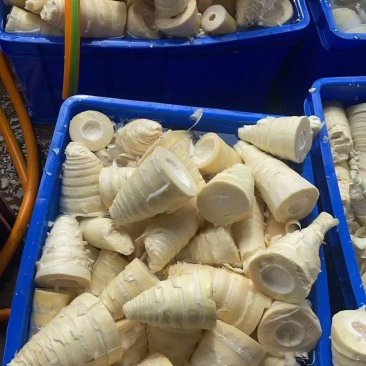 麻竹笋去壳笋尖
