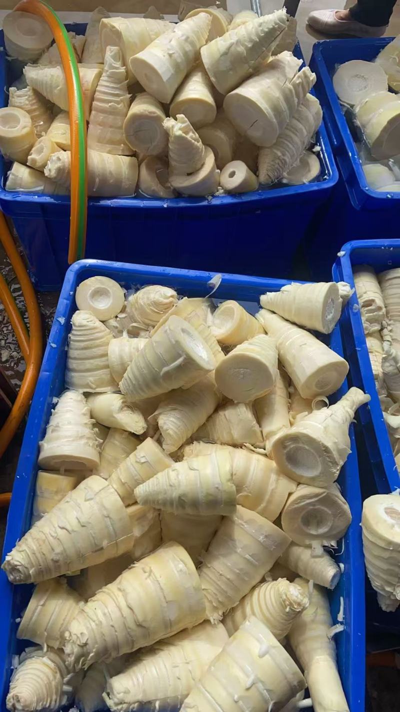 麻竹笋去壳笋尖