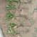 荷兰菊20公分左右，两年生苗