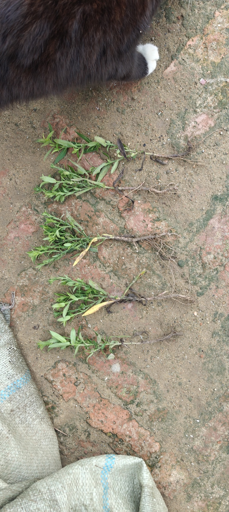 荷兰菊20公分左右，两年生苗
