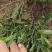 荷兰菊20公分左右，两年生苗