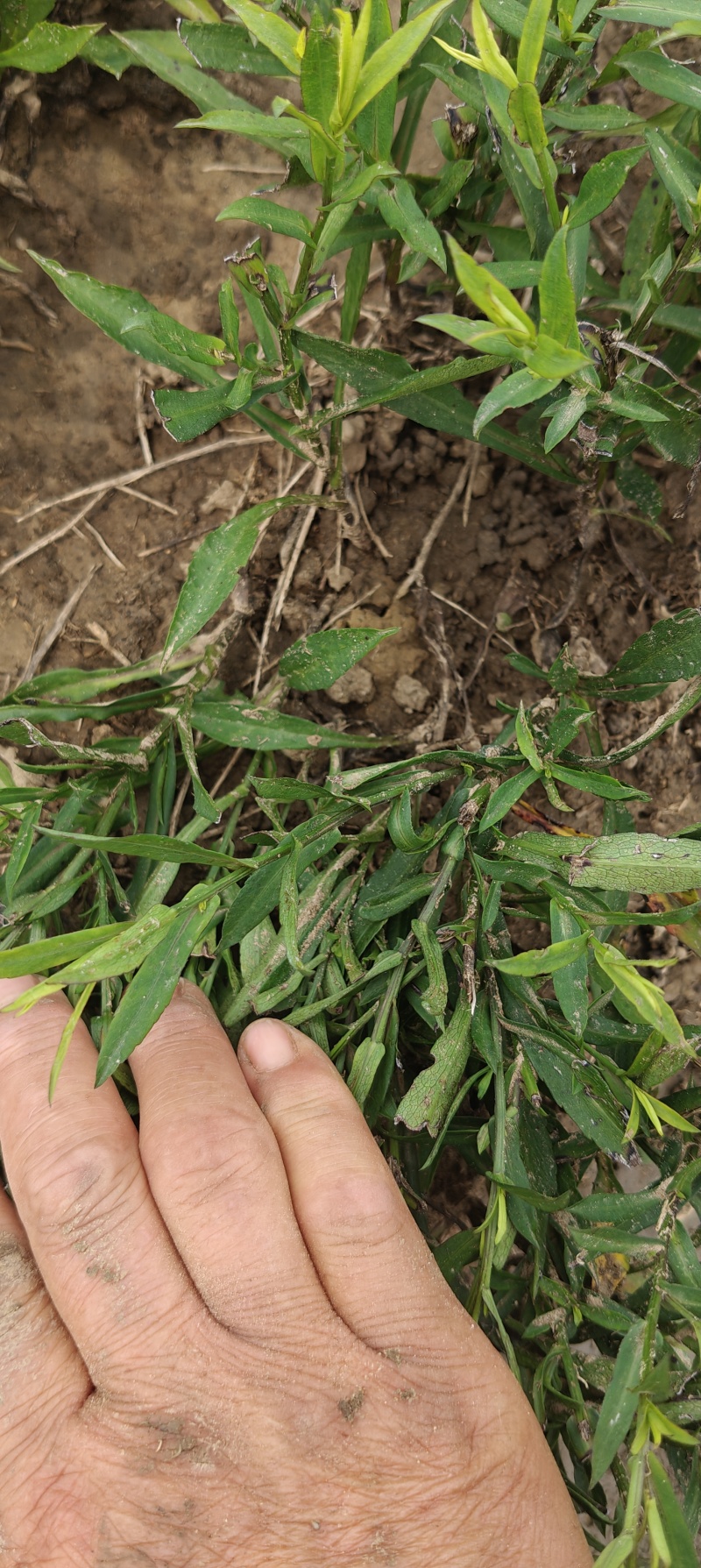 荷兰菊20公分左右，两年生苗