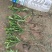 荷兰菊20公分左右，两年生苗