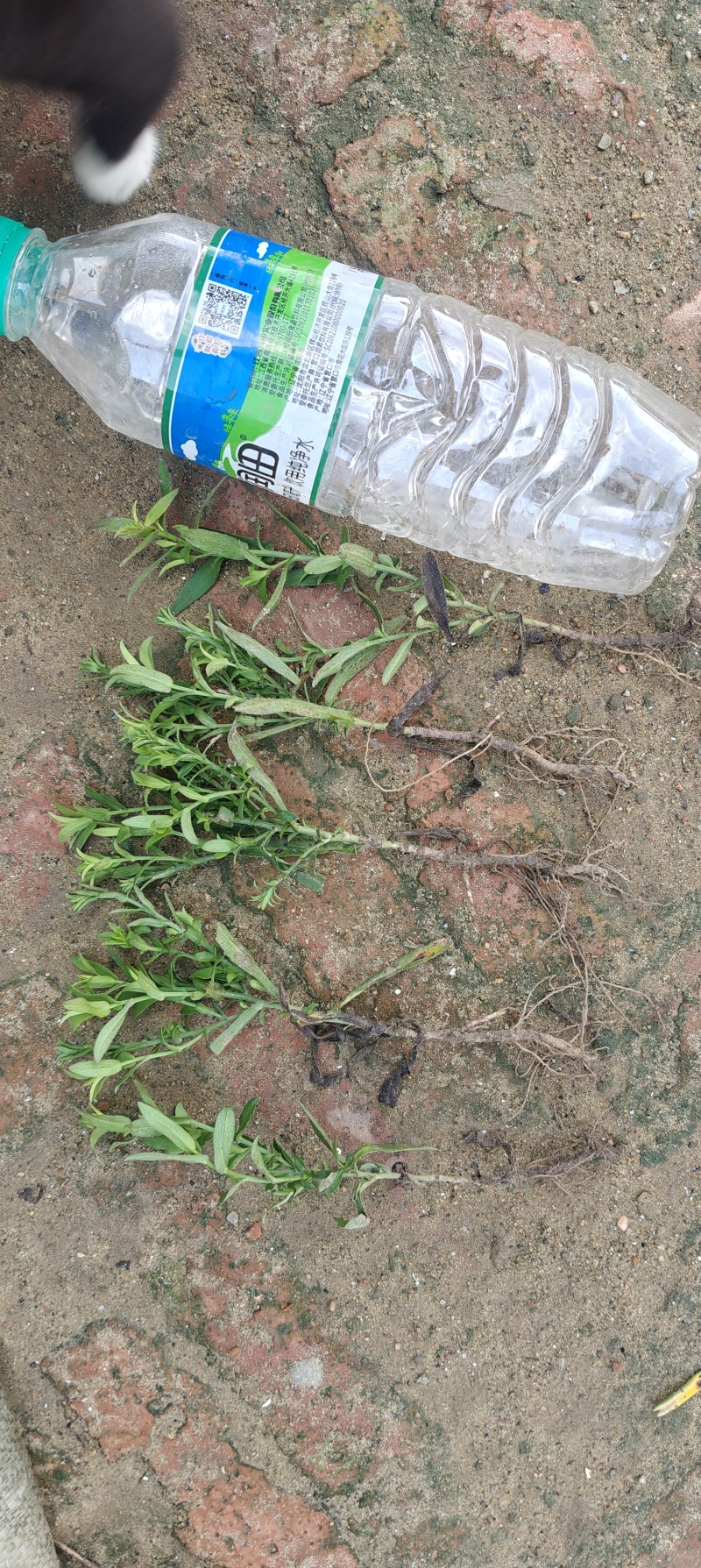 荷兰菊20公分左右，两年生苗