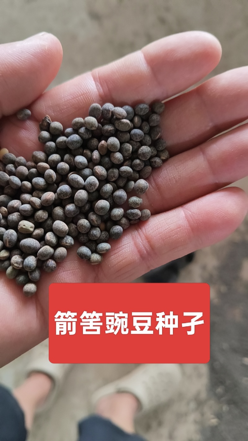 豌豆50公斤/25公斤包装，筛选净货