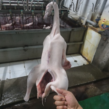 鹅肉白条鹅，一只约5斤
