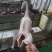 鹅肉白条鹅，一只约5斤