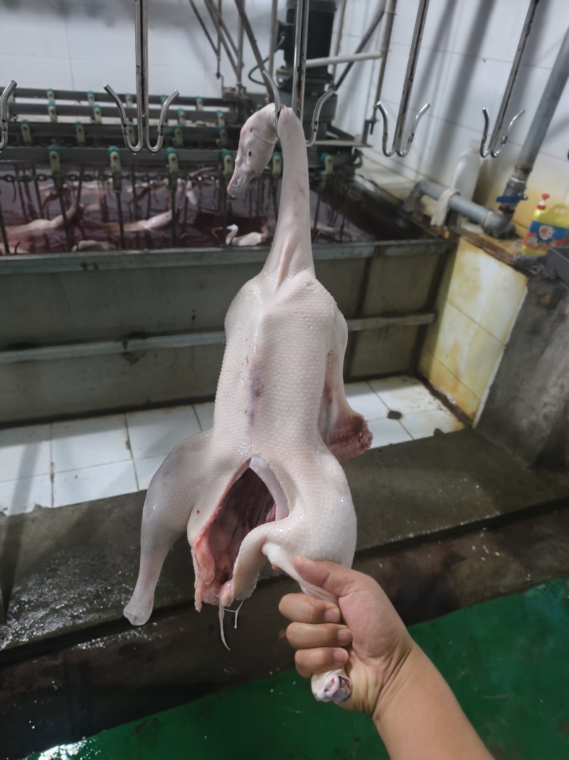 鹅肉白条鹅，一只约5斤
