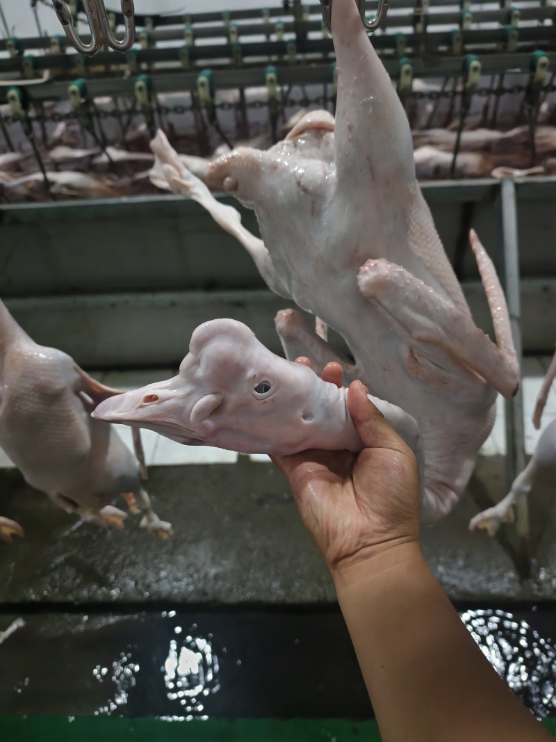 鹅肉白条鹅，一只约5斤