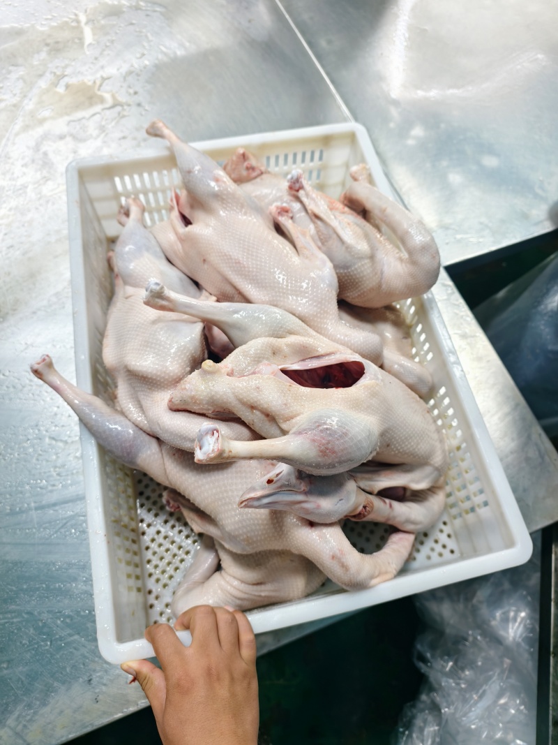 鹅肉白条鹅，一只约5斤