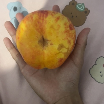 油蟠桃7-7品种，一斤2-3个