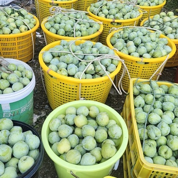 奈李李子大果;中果