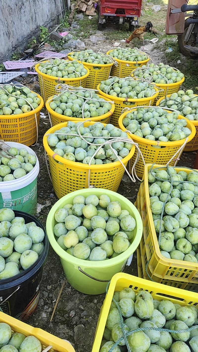 奈李李子大果;中果