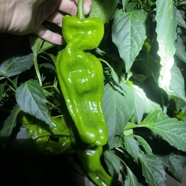苏椒通货