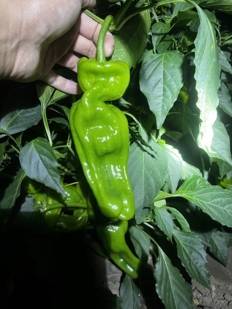 苏椒通货