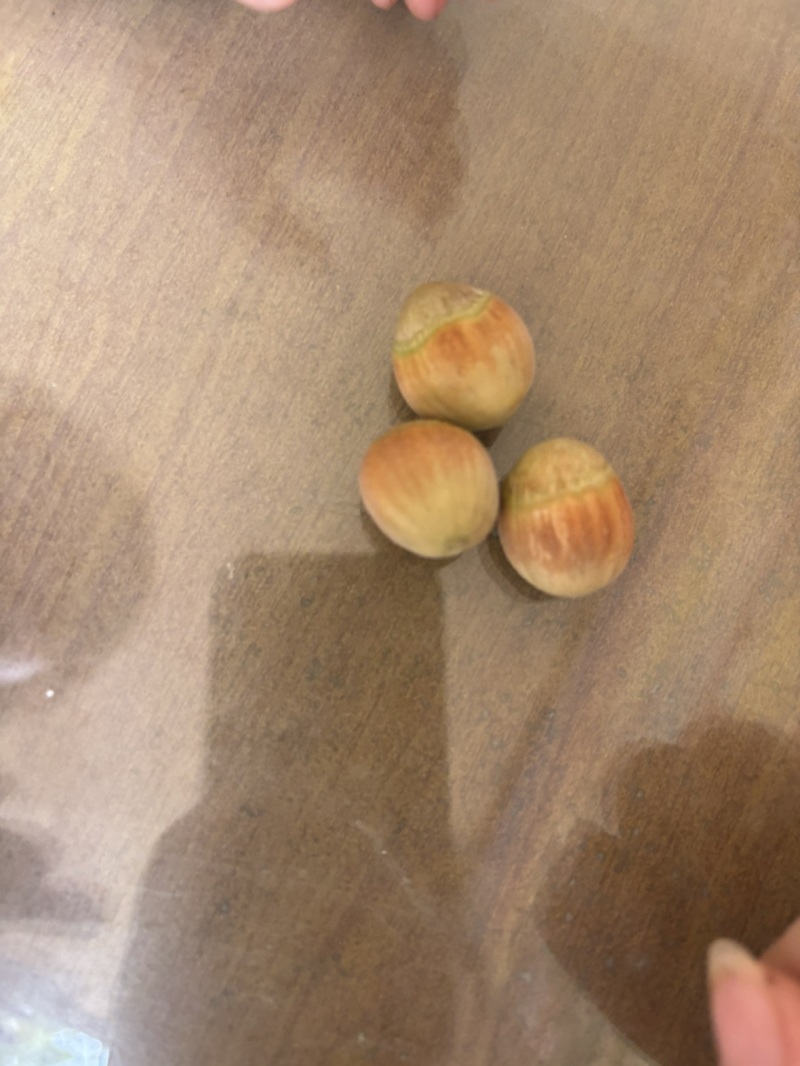 榛子混青皮
