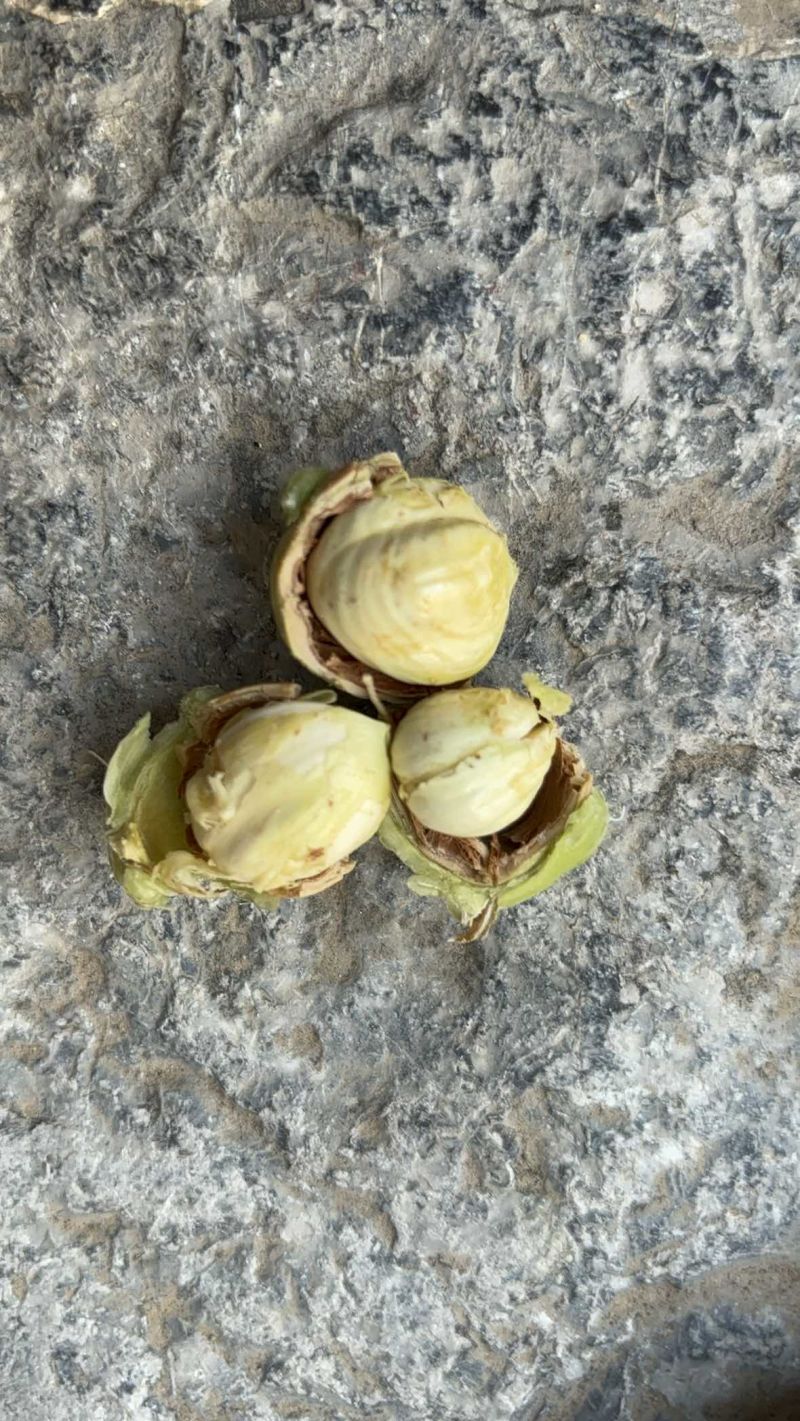 榛子混青皮