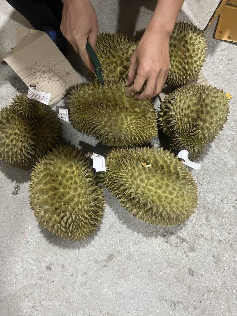 金枕头榴莲A/B/C/D等级
