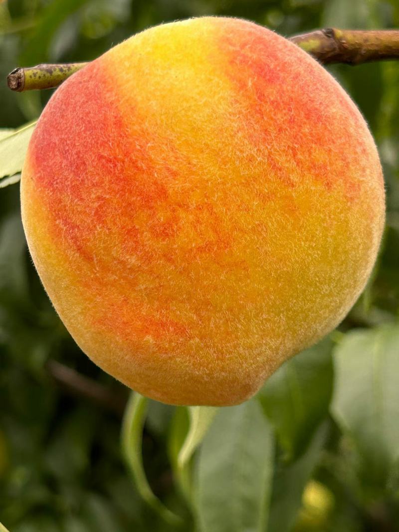 桃