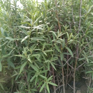 沙棘苗杯苗，高40-80公分