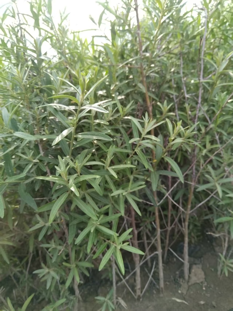 沙棘苗杯苗，高40-80公分