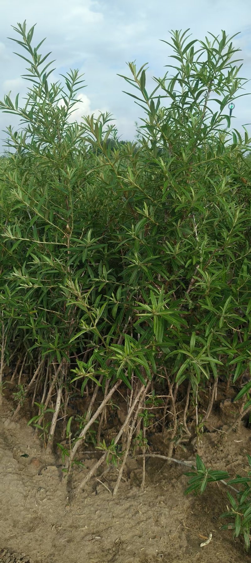 沙棘苗杯苗，高40-80公分