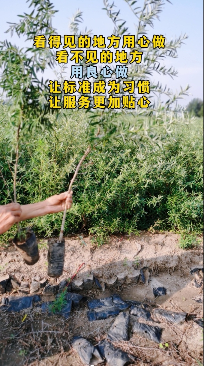 沙棘苗杯苗，高40-80公分