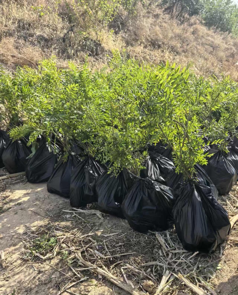 文冠果杯苗，高40-90公分