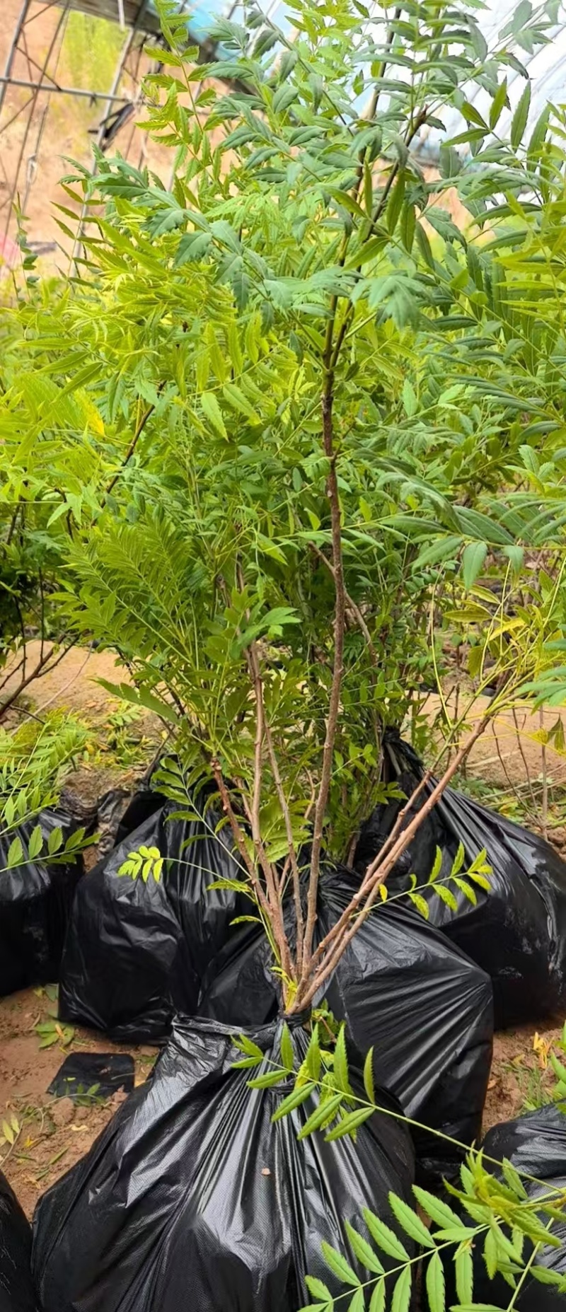 文冠果杯苗，高40-90公分