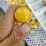 灯笼果大果8元/斤；小果10元/斤