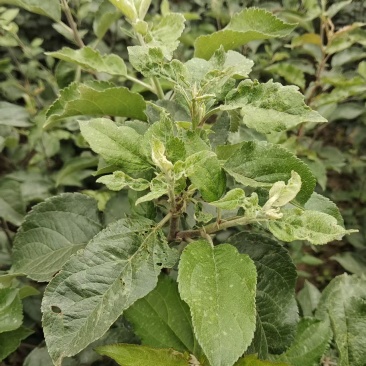 苹果苗高1.2米，粗0.6公分